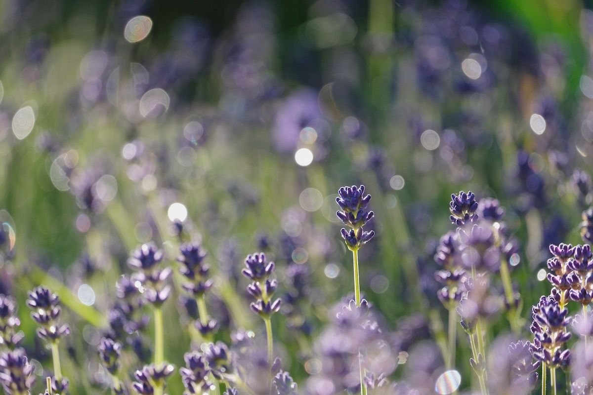 Lavender Is a Great Perennial Flower for Your Mid-Missouri Summer Landscape