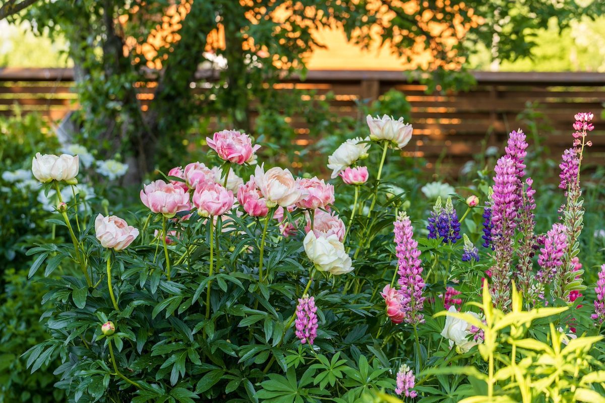 Peonies & Other Perennials Are Great for Mid-Missouri Gardens. Call Boulder Creek & Learn More!