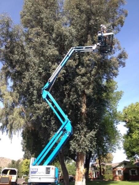 A worker in a blue lift trimming a tall tree on a sunny day.
