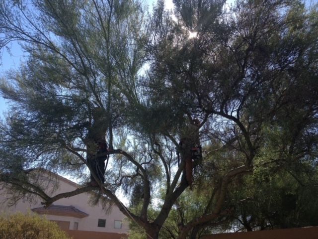 Two people in a tree trimming branches on a sunny day.