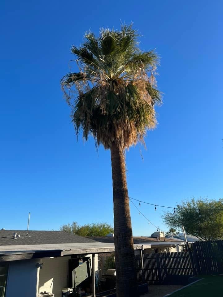 Tall palm tree with brown trunk and green and brown fronds against a bright blue sky.