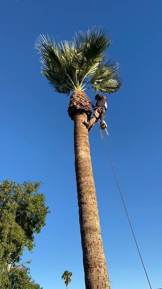 A person climbs a tall palm tree against a clear blue sky.