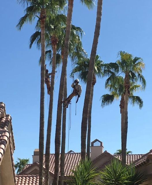Two tree trimmers secured to tall palm trees, trimming branches under a clear blue sky.