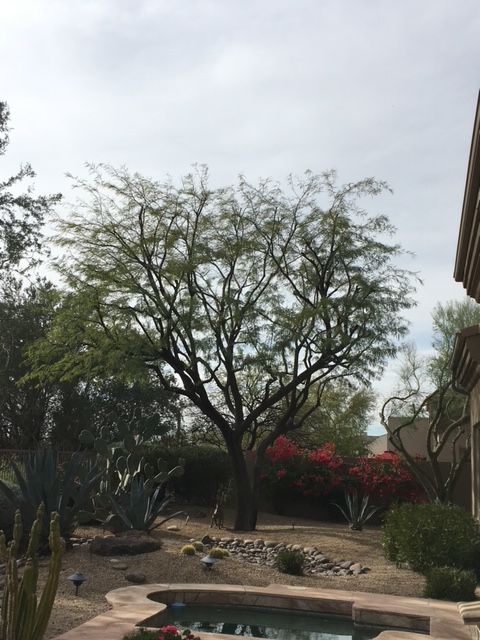 A large desert tree in a landscaped backyard with a pool and blooming red bougainvillea.