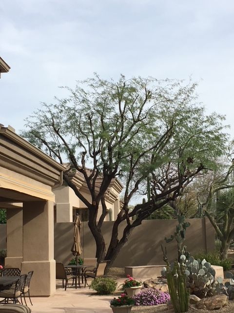 Tree in a backyard patio setting with beige walls, small table, and colorful flowers.