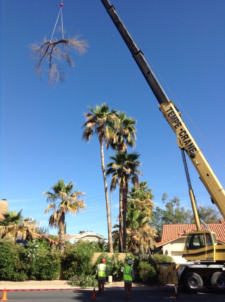 Crane lifting tree branches, workers below, palm trees in the background, bright blue sky.