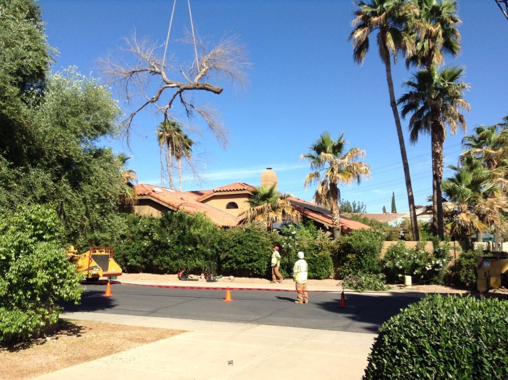 Tree being removed by a crane in front of a house. Two workers in the street under a blue sky.