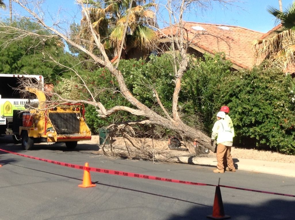 Tree removal: worker in safety gear near a downed tree, chipper truck, orange cones, and caution tape on street.