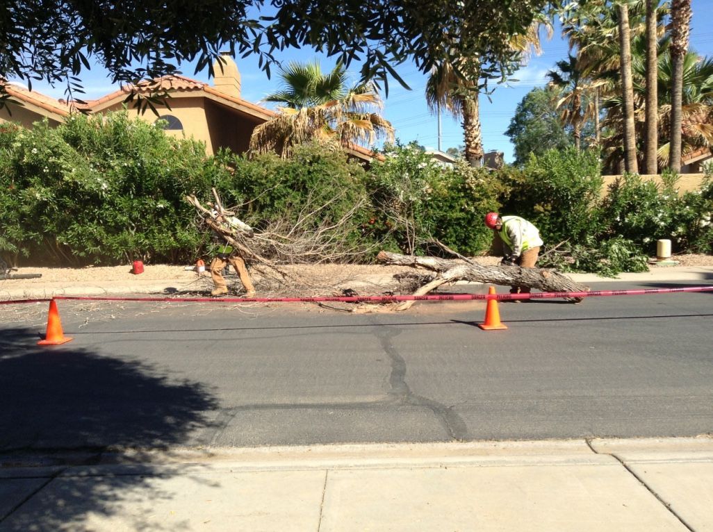 A tree fell across a road. A worker in an orange vest is clearing debris. Orange cones are present.