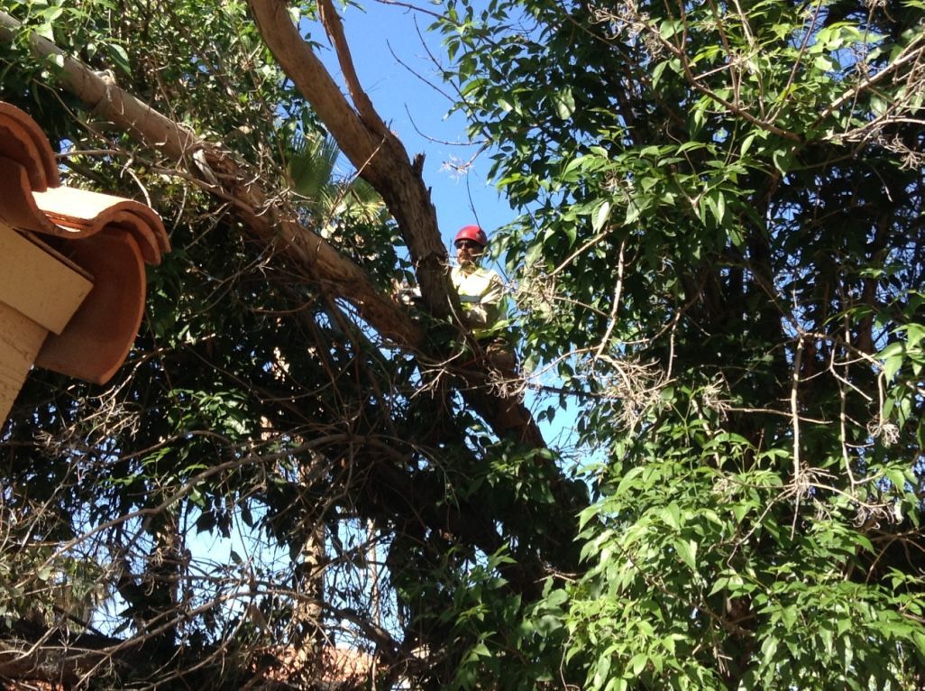 Person wearing a hard hat pruning a tree on a sunny day.