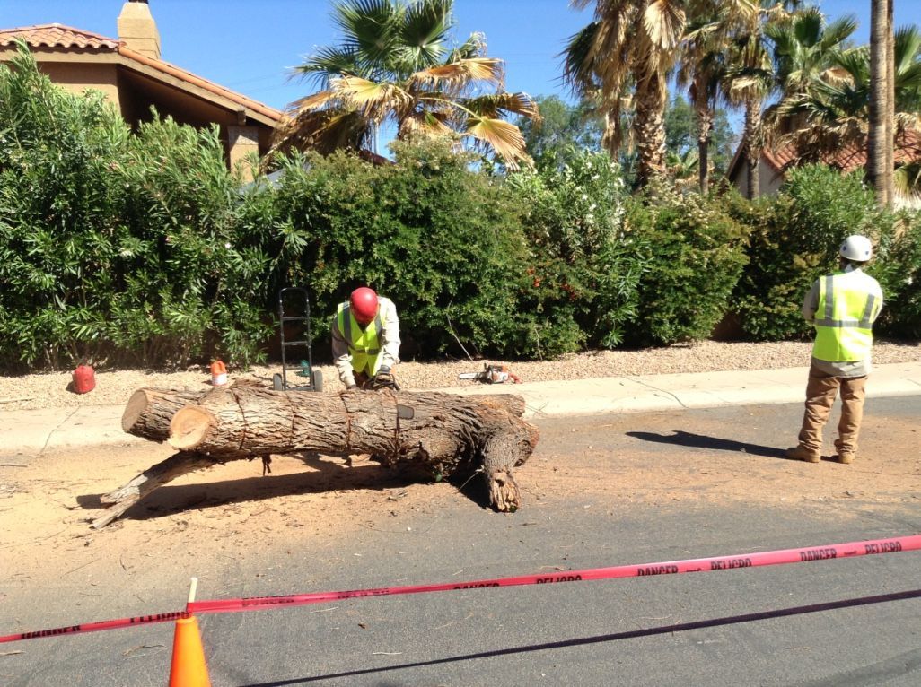 Two workers sawing a large log on a sunny street, protected by orange cones and caution tape, near houses and shrubbery.