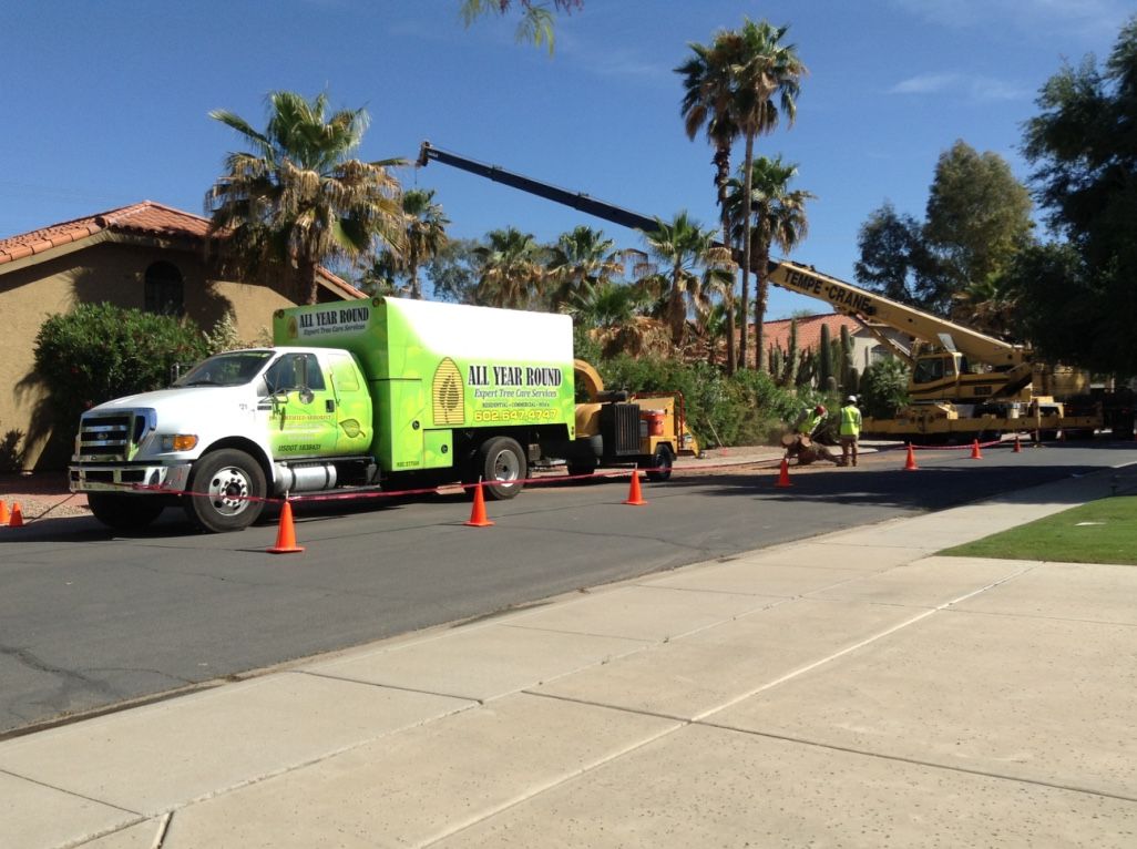 A tree service truck and crane trimming palm trees in a residential area with safety cones.