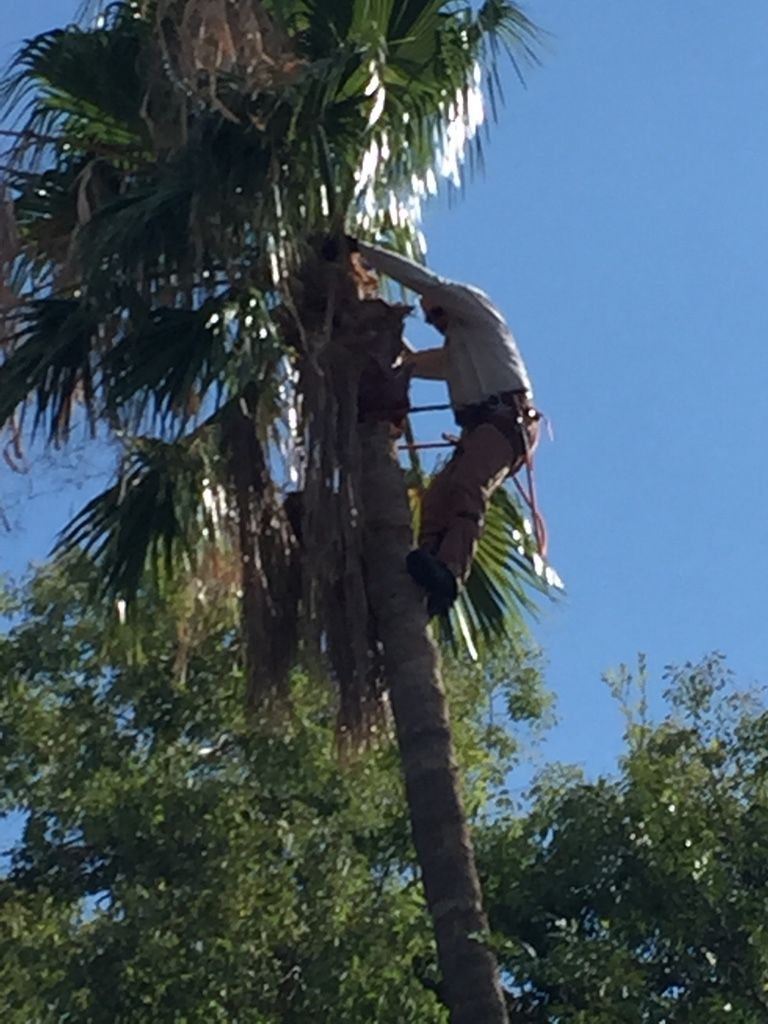 Man in safety gear trimming a tall palm tree against a blue sky.