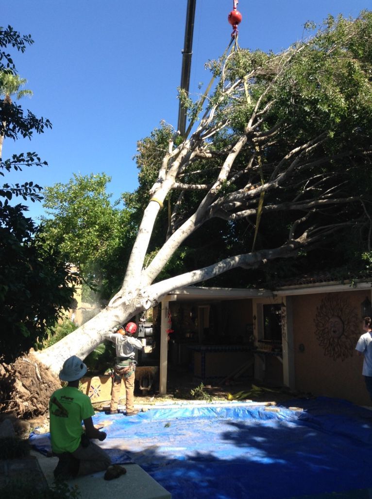 A large tree being lifted over a building by a crane, workers in safety gear. Sunny day.