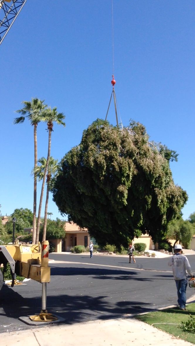 A crane lifts a large tree by its roots in a residential area on a sunny day.