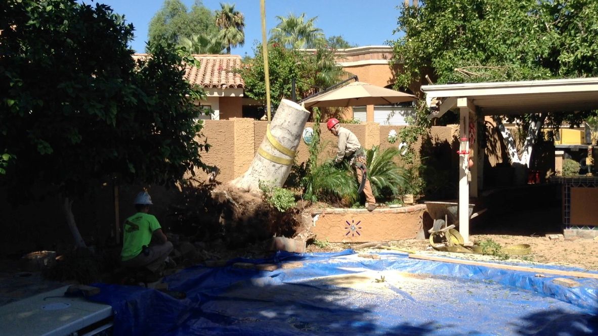 Tree removal over a blue tarp-covered pool; two workers in safety gear, one cutting the trunk.