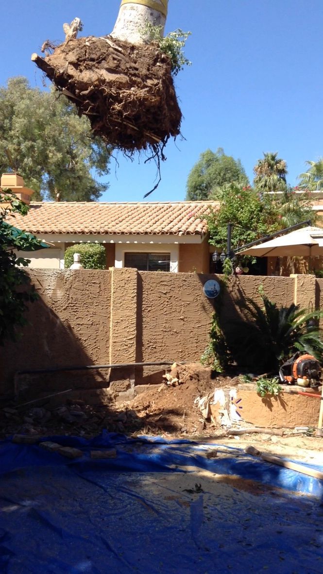 A tree's root ball lifted over a drained pool, in front of a house and a retaining wall.