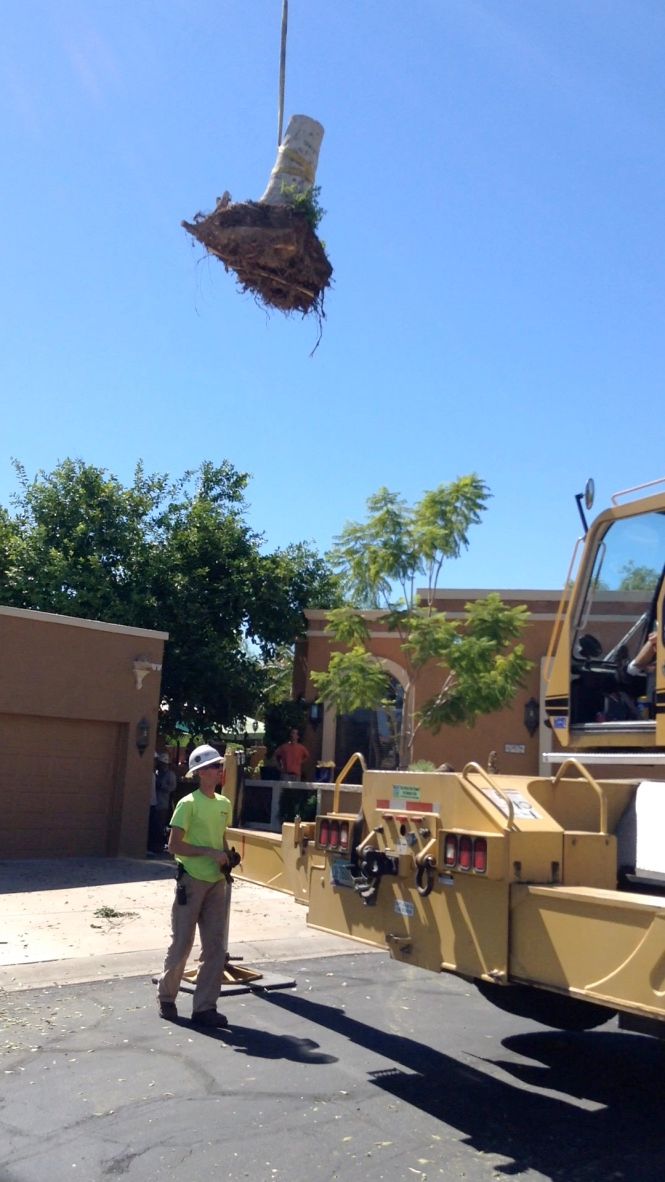 Crane lifting a tree's root ball. A worker watches. Building and blue sky in background.
