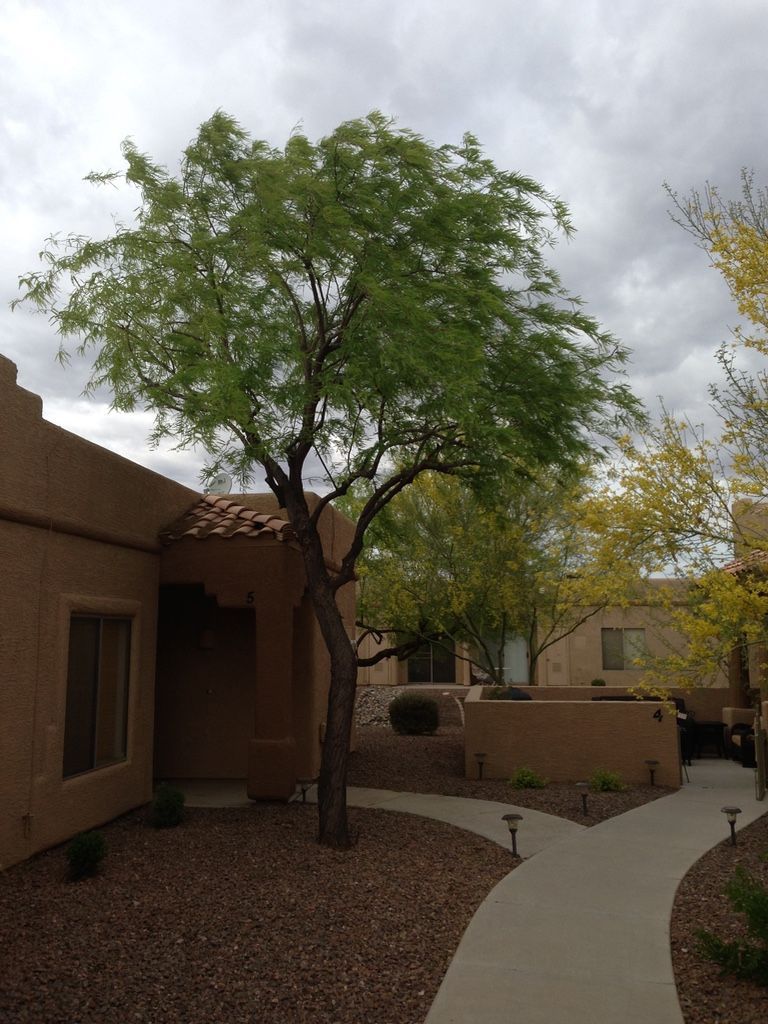 A tree with green leaves in a courtyard with beige buildings under an overcast sky.