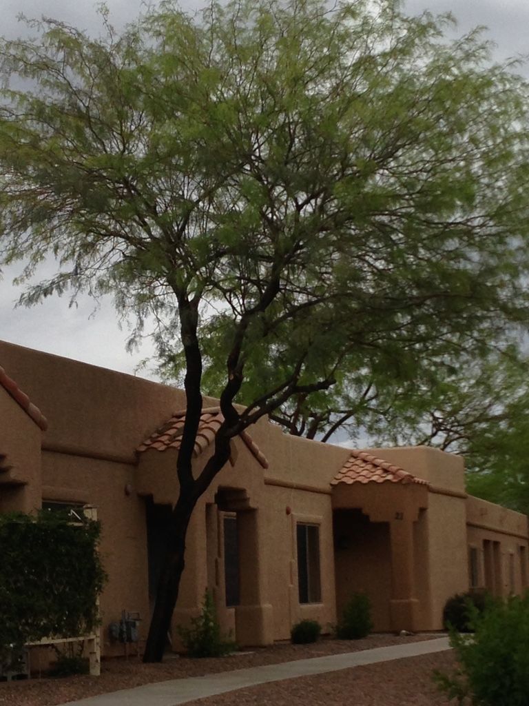 A tree with green foliage next to a tan building with a walkway and cloudy sky.
