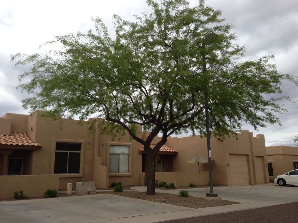 A mature tree in front of a beige stucco building with a cloudy sky overhead.