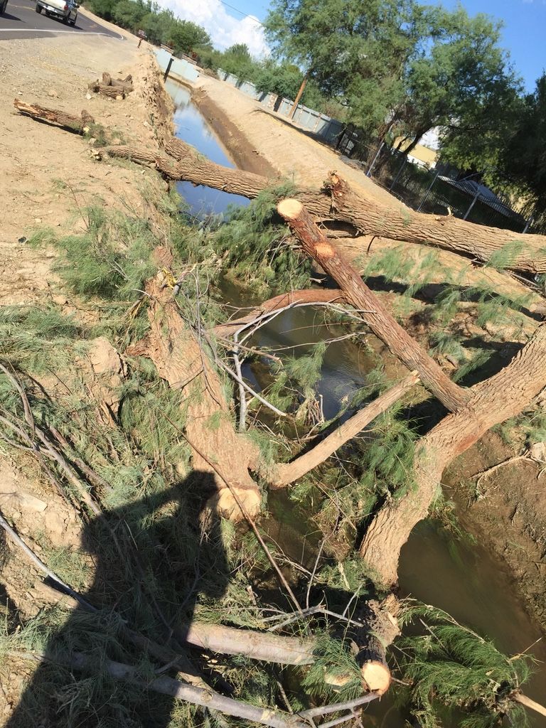 Creek bed with cut tree branches blocking the water flow, sand banks, daytime.