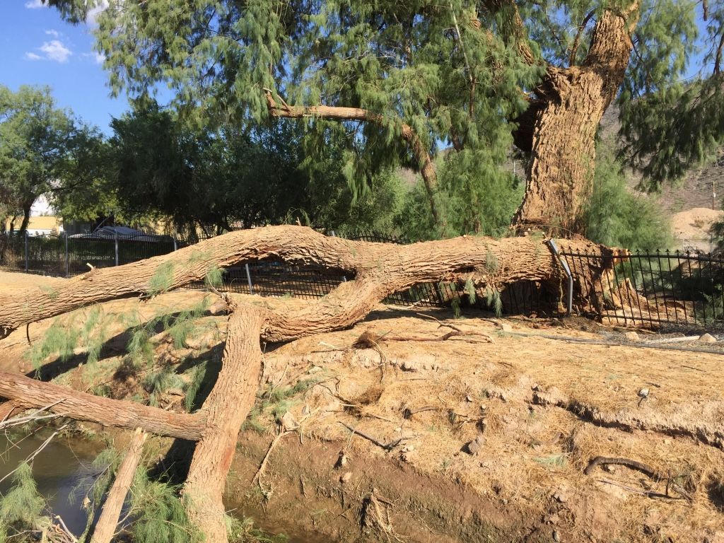 A large tree with exposed roots over a dry riverbed; a fence runs along the base; blue sky.