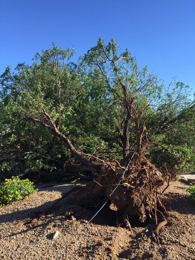 Uprooted tree on its side, exposing roots, against a backdrop of greenery and a blue sky.