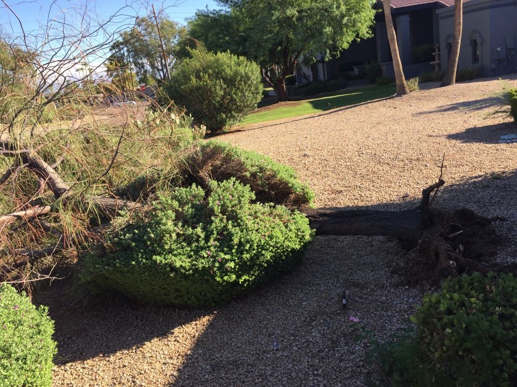 Lawn with gravel, shrubs, and a fallen tree trunk in front of a house under a blue sky.