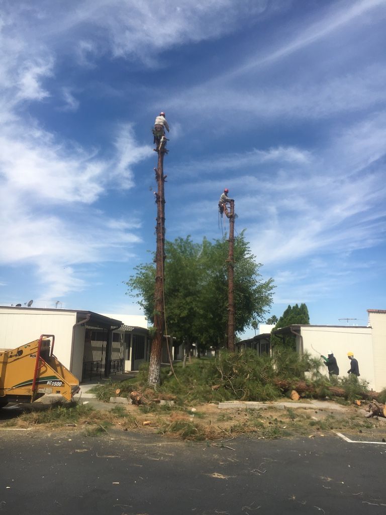 Two tree trimmers atop tall tree trunks; ground crew collects cut branches. Sunny sky.