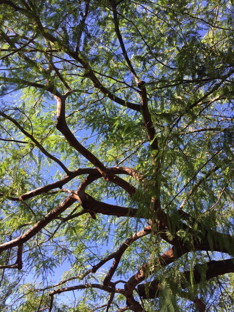 Branches of a tree with green foliage against a blue sky.