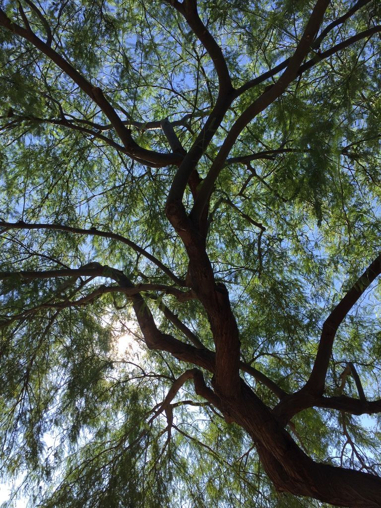 A low-angle view of a tree with a brown trunk and green leaves against a blue sky, sunlight peeking through.