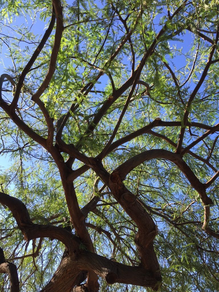 Tree branches against a blue sky with sparse green leaves.