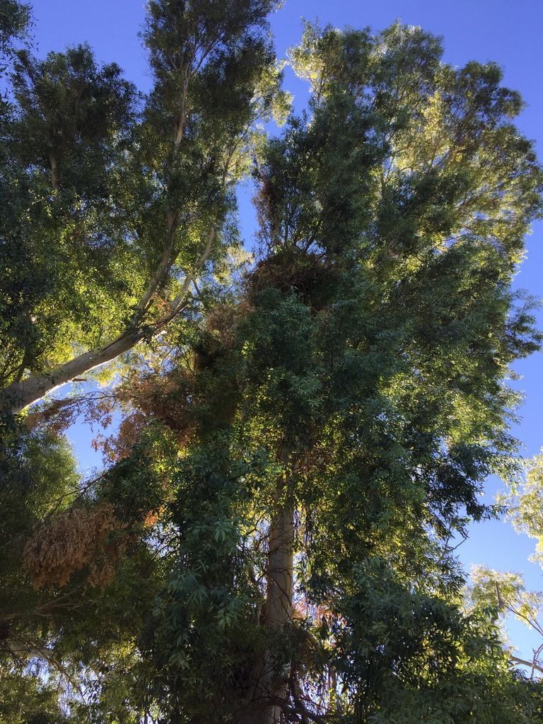 Tall trees with green and brown leaves reach towards a bright blue sky. Sunlight filters through the foliage.