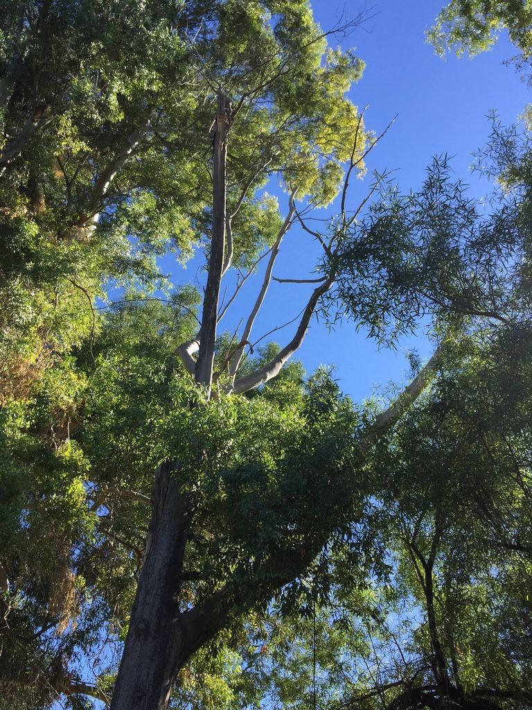 Looking up at a tall tree with light green leaves against a blue sky.