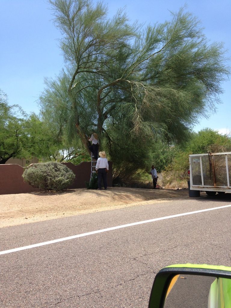 People pruning a large tree next to a road, one on a ladder.