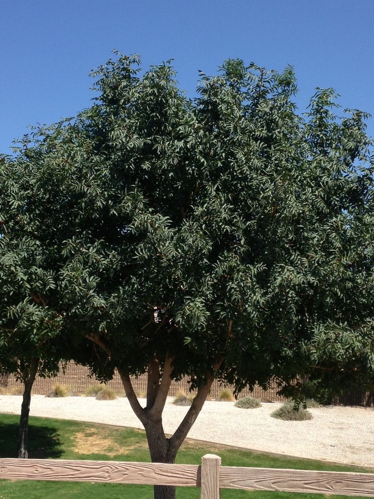 Green tree with multiple trunks against a blue sky and grassy area behind a fence.