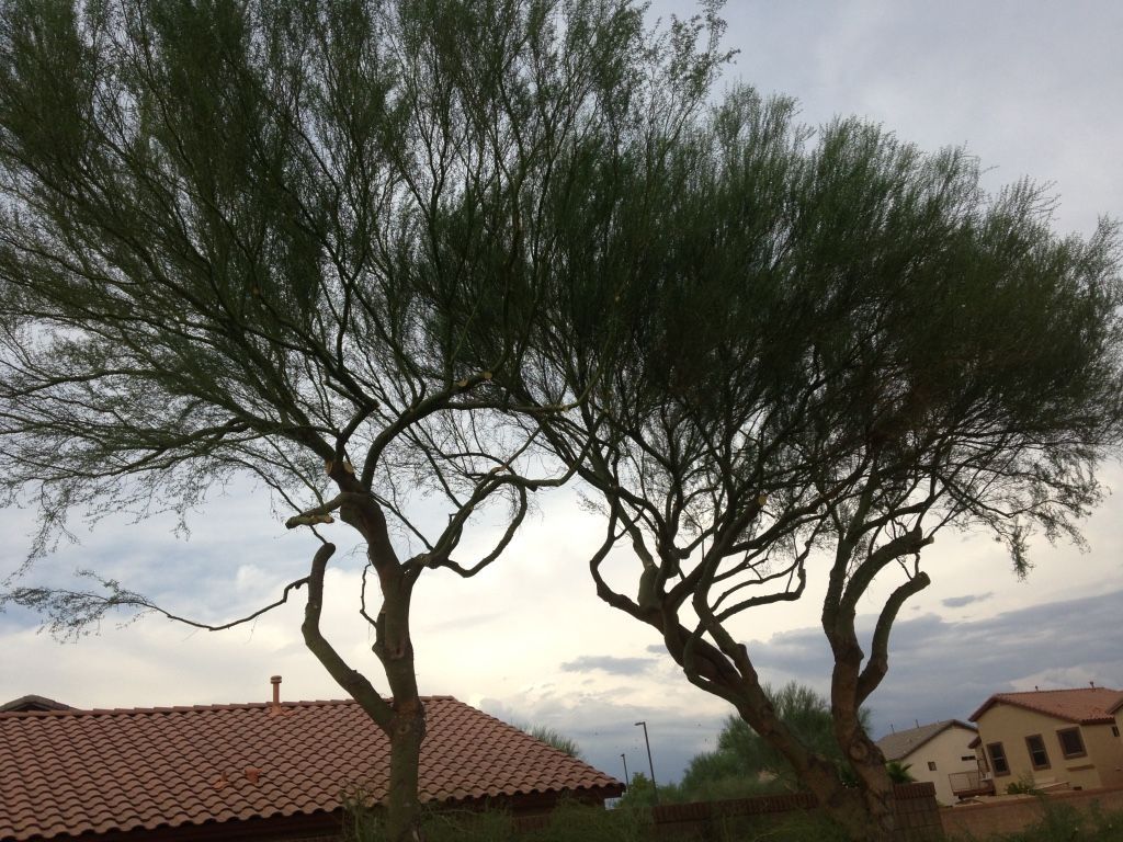 Two trees with green foliage, curved trunks, and a red-tiled roof in the background.