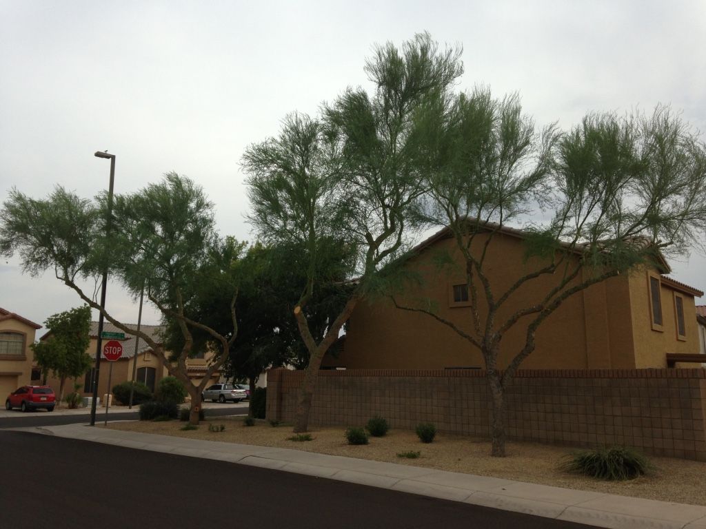 Trees and a house line a street, with a brick wall in front.