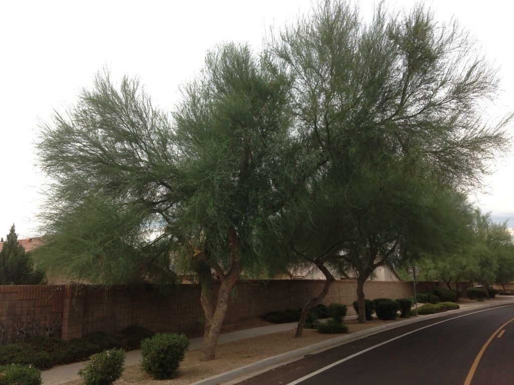 Trees lining a street with a brick wall and some shrubs, against a cloudy sky.