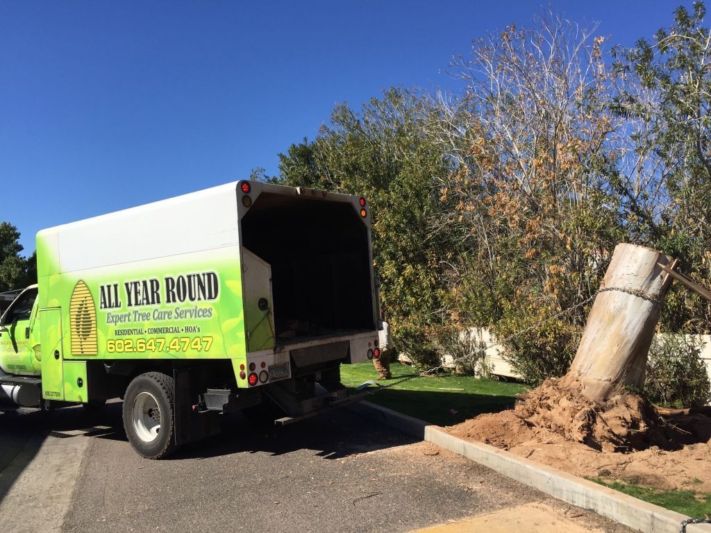 Tree removal truck next to a tree stump; green truck, sunny day.