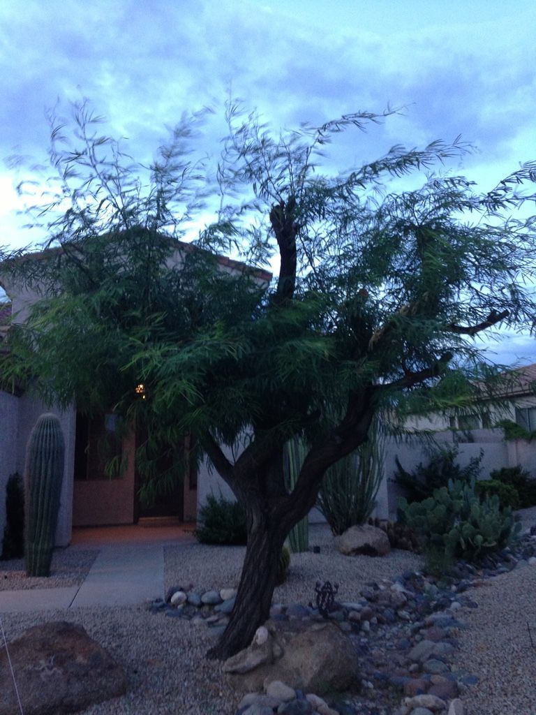 A desert landscape with a tree in front of a building, and saguaro cactus.