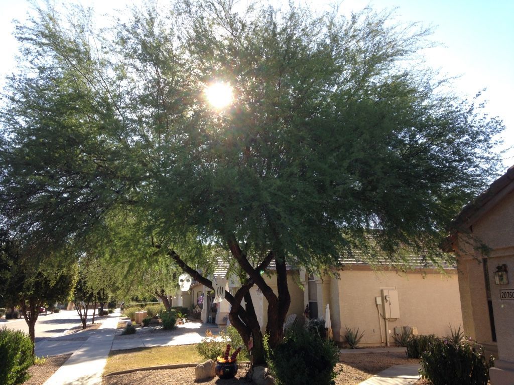 Sun shining through a leafy tree in a residential neighborhood.