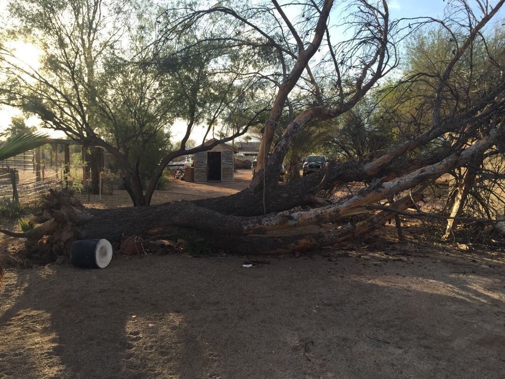 Fallen tree in a dusty outdoor area with a small stone building in the background.