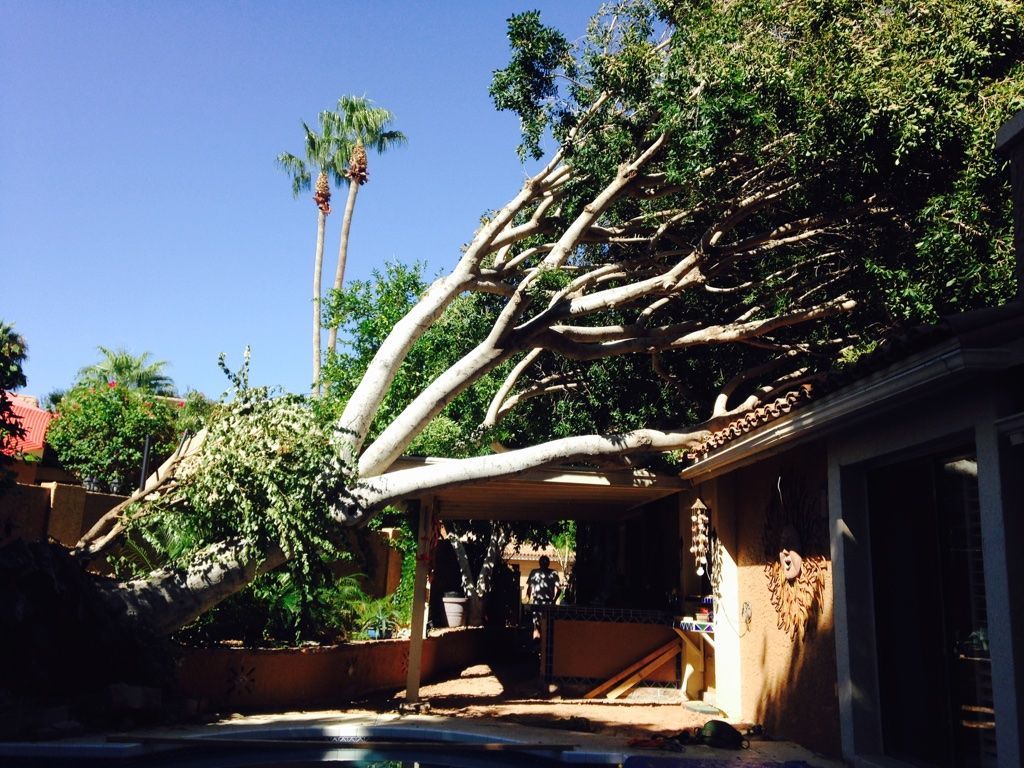 A large tree has fallen onto a house, partially covering a patio and the pool area.