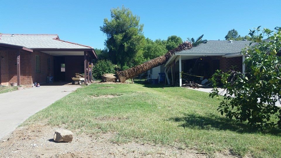 Fallen tree damaging carport of a house; a second house is adjacent, bright sunny day.