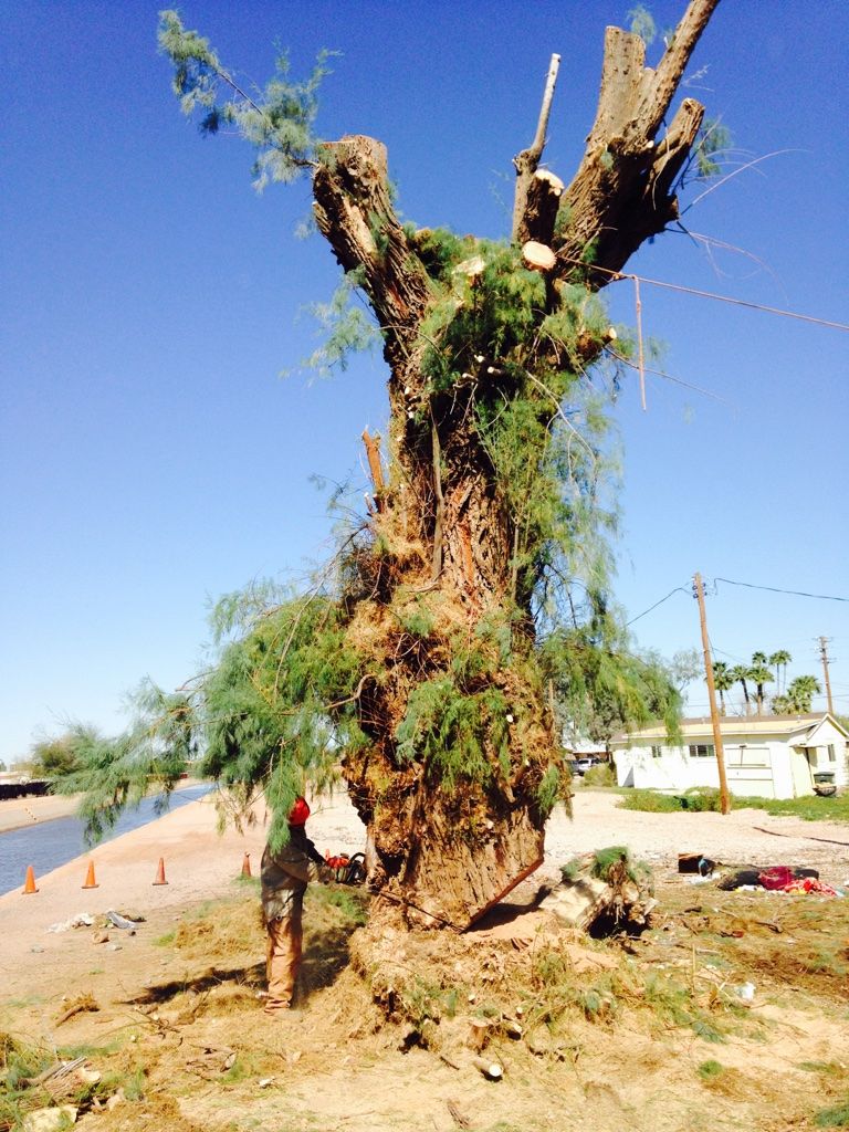 Partially cut tree with green branches, on a dirt area near a waterway, with a bright blue sky.
