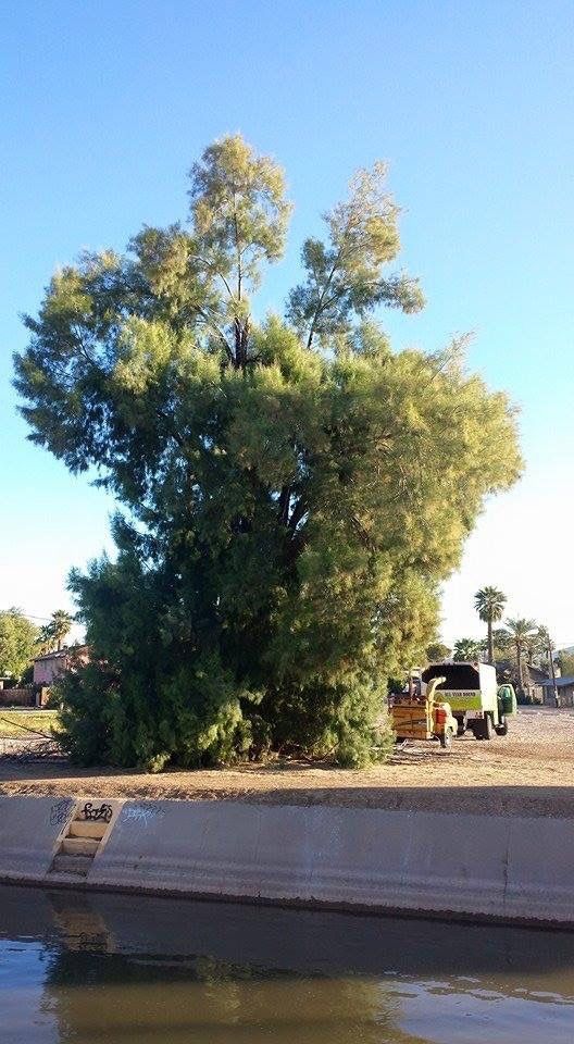 Large leafy tree next to a concrete canal, under a bright blue sky.