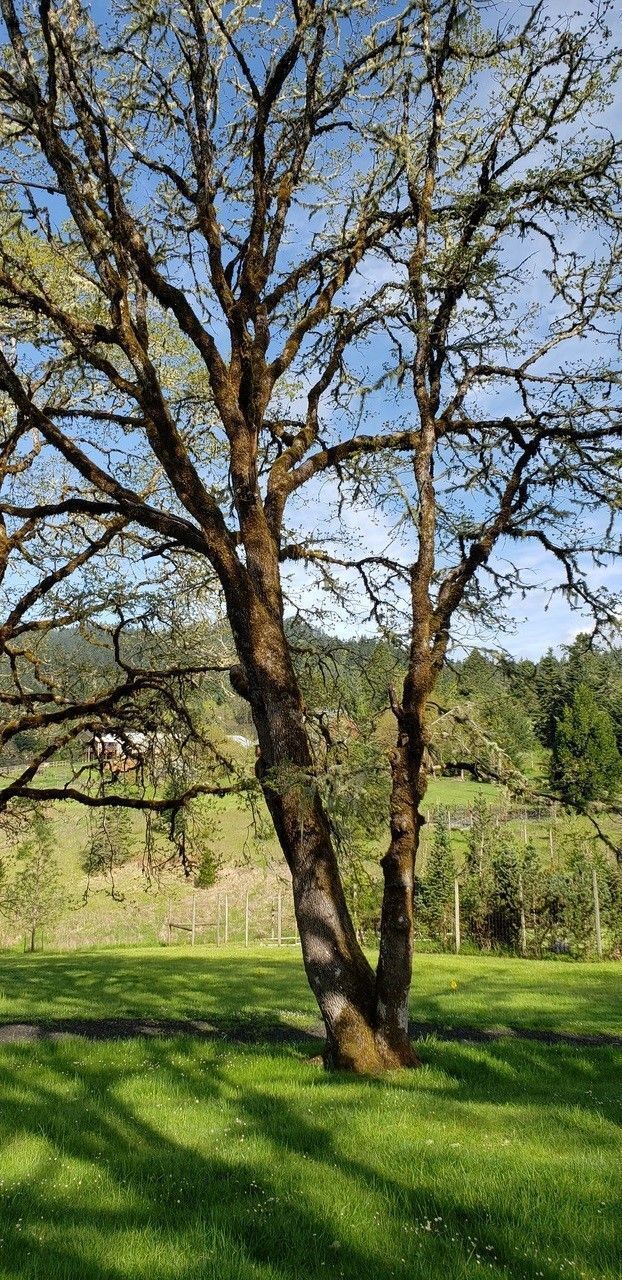 A tall, bare tree with mossy bark stands in a green meadow. The sky is blue and the sun casts shadows.