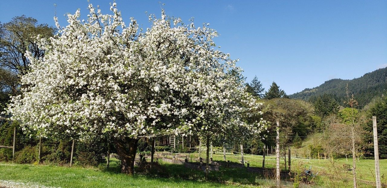 A large tree in full bloom with white flowers dominates a green meadow under a blue sky, a distant forested mountain.